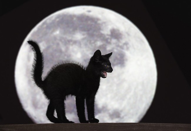 Gatto Nero Day Una Giornata Contro La Superstizione Styleit
